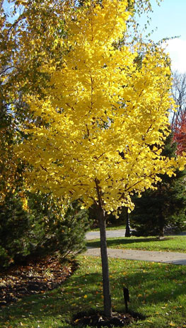 arbre arbre