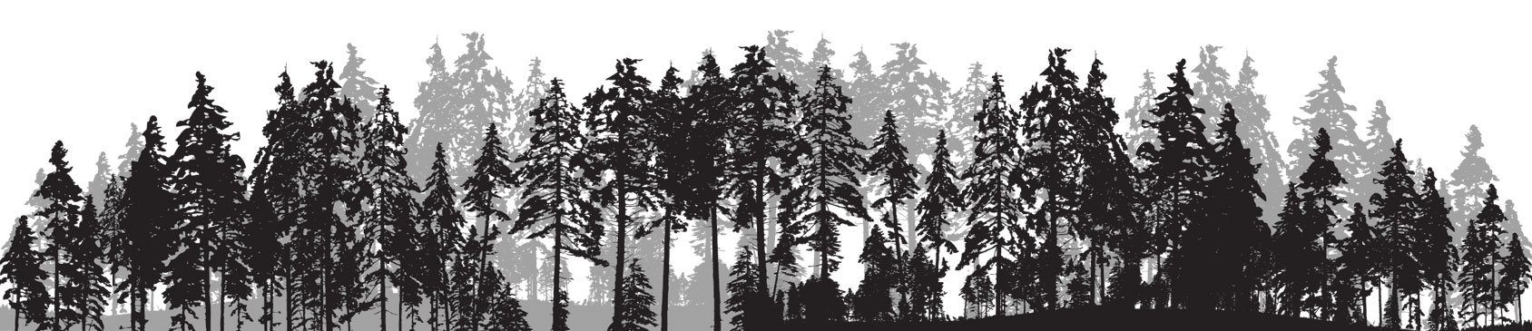forest forest